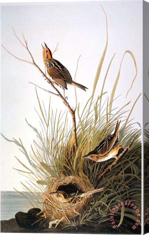 John James Audubon Audubon Finch Stretched Canvas Painting / Canvas Art