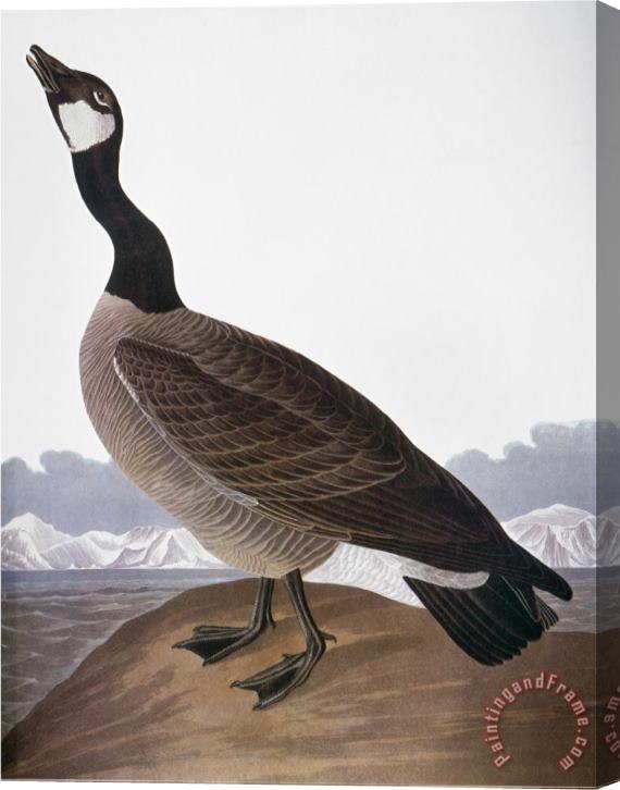 John James Audubon Audubon Goose 1827 Stretched Canvas Painting / Canvas Art