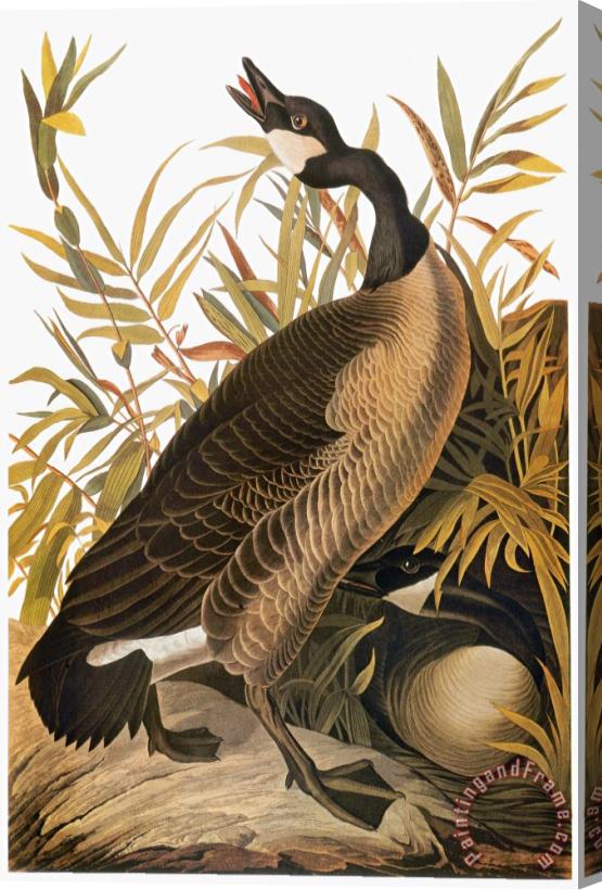 John James Audubon Audubon Goose Stretched Canvas Painting / Canvas Art