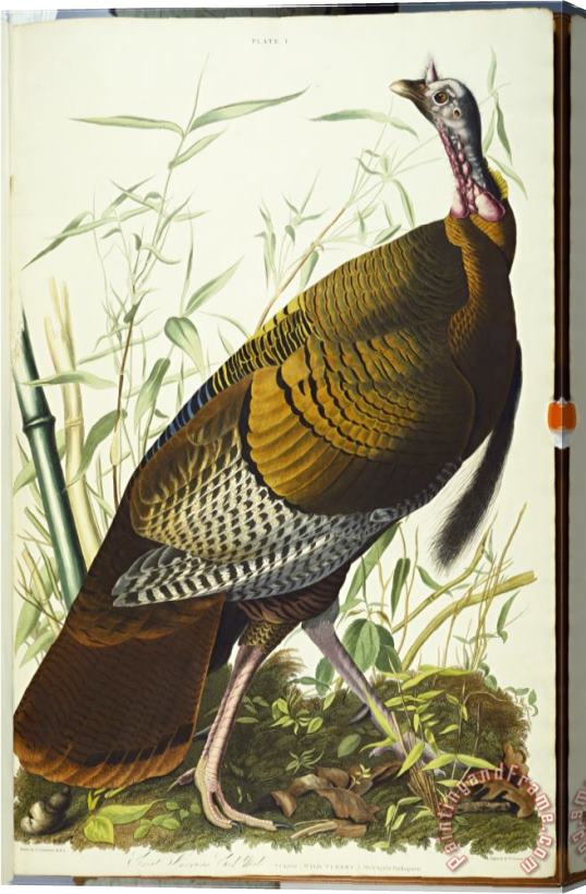 John James Audubon Audubon Great American Beck Male Wild Turkey Stretched Canvas Print / Canvas Art