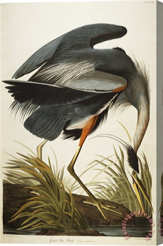 John James Audubon Audubon Great Blue Heron Stretched Canvas Print / Canvas Art