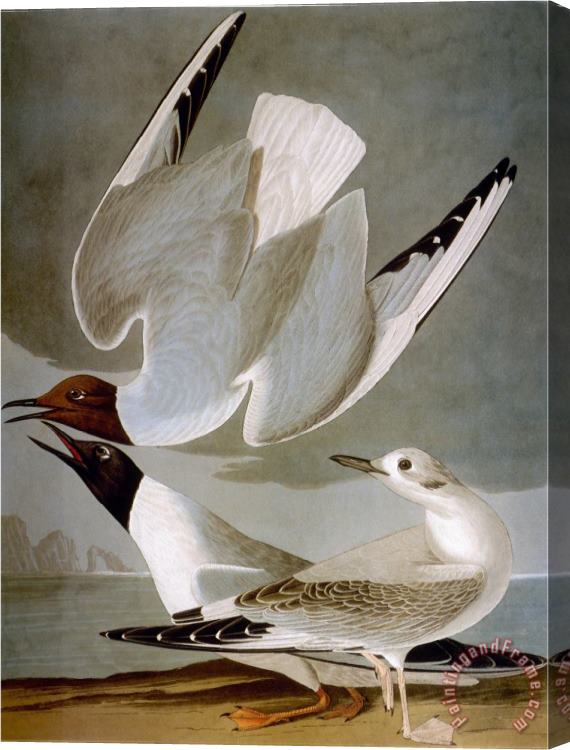John James Audubon Audubon Gull Stretched Canvas Painting / Canvas Art