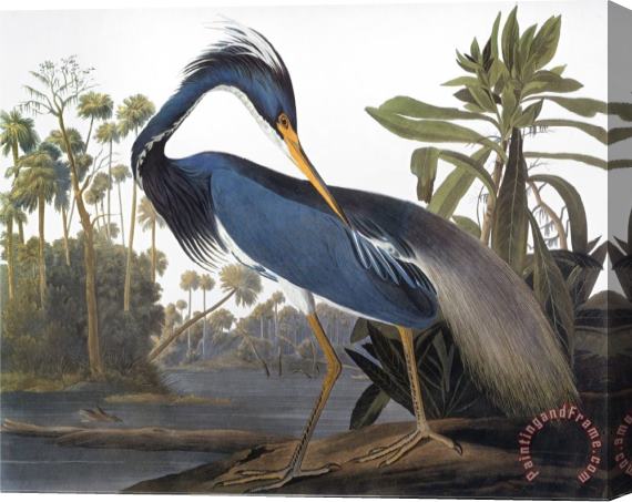 John James Audubon Audubon Heron 1827 Stretched Canvas Print / Canvas Art