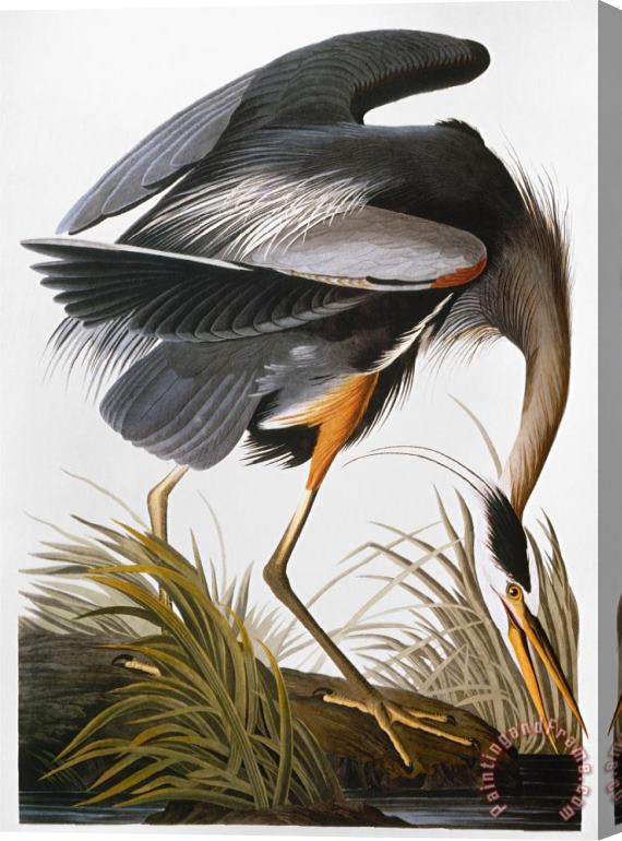 John James Audubon Audubon Heron Stretched Canvas Print / Canvas Art