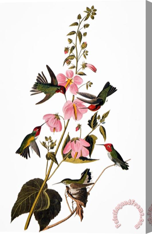 John James Audubon Audubon Hummingbird Stretched Canvas Print / Canvas Art