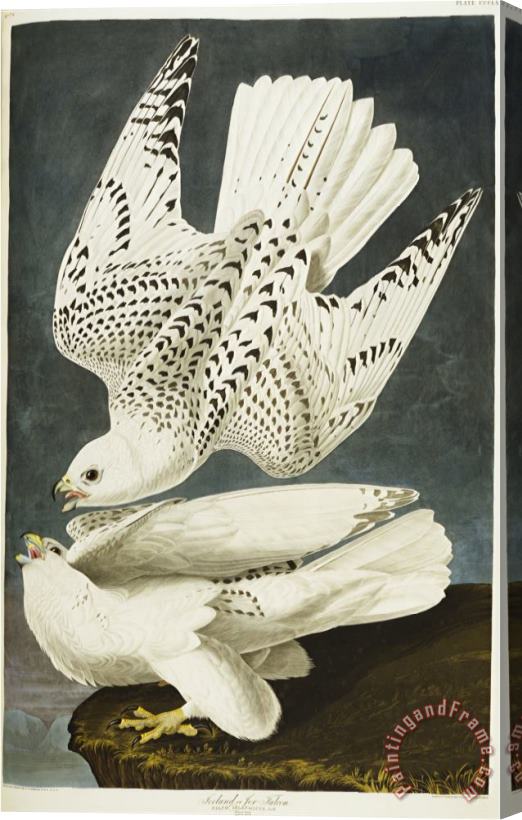 John James Audubon Audubon Iceland Or Jer Falcon Gyrfalcon Stretched Canvas Painting / Canvas Art