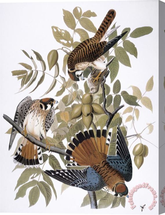 John James Audubon Audubon Kestrel 1827 Stretched Canvas Painting / Canvas Art