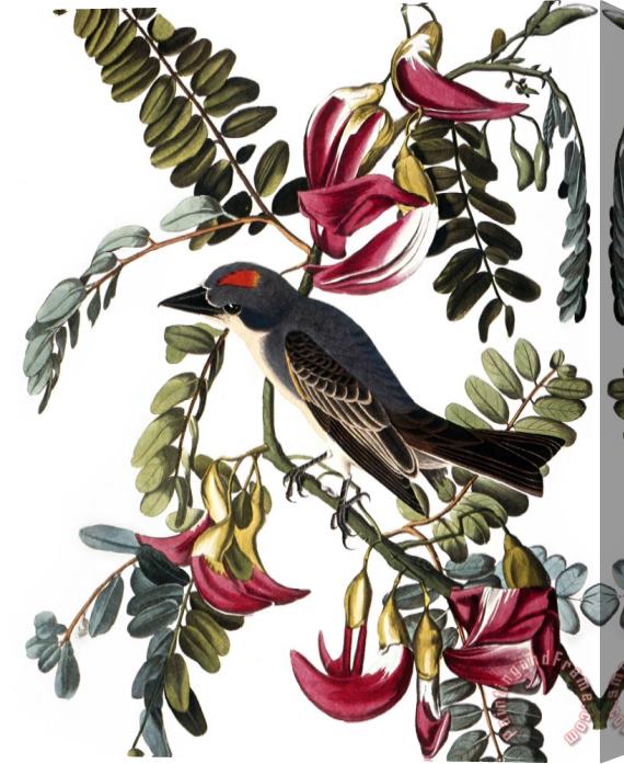 John James Audubon Audubon Kingbird 1827 38 Stretched Canvas Print / Canvas Art
