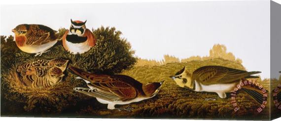 John James Audubon Audubon Lark Stretched Canvas Print / Canvas Art