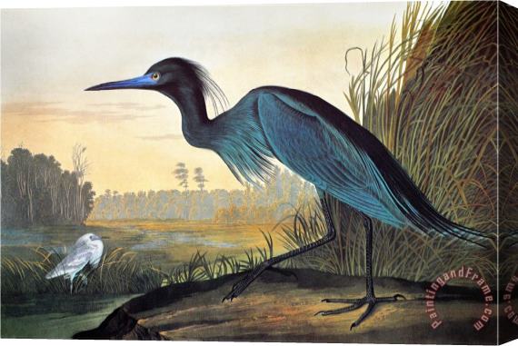 John James Audubon Audubon Little Blue Heron Stretched Canvas Painting / Canvas Art