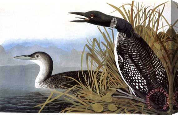 John James Audubon Audubon Loon 1827 Stretched Canvas Print / Canvas Art