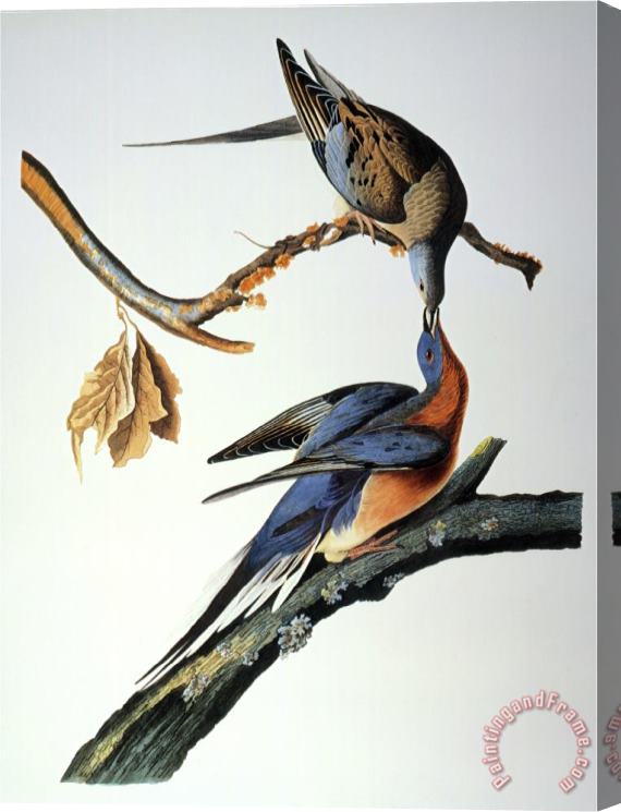 John James Audubon Audubon Passenger Pigeon Stretched Canvas Print / Canvas Art