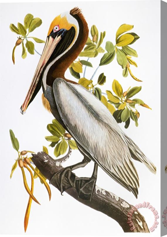 John James Audubon Audubon Pelican Stretched Canvas Painting / Canvas Art