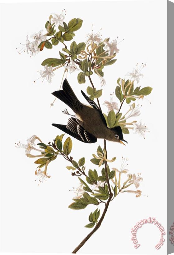 John James Audubon Audubon Pewee 1827 38 Stretched Canvas Print / Canvas Art
