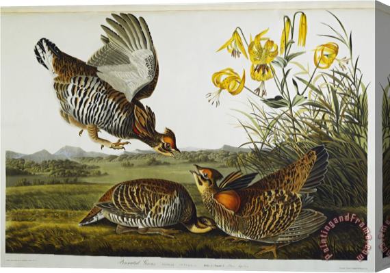 John James Audubon Audubon Pinnated Grouse Greater Prairie Chicken Stretched Canvas Painting / Canvas Art
