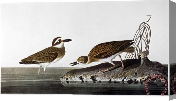 John James Audubon Audubon Plover 1827 38 Stretched Canvas Painting / Canvas Art