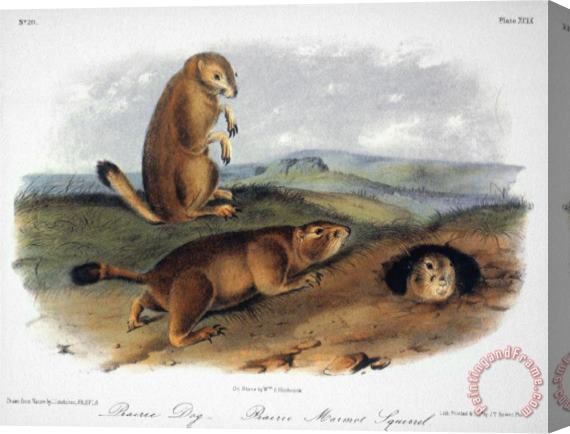 John James Audubon Audubon Prairie Dog 1844 Stretched Canvas Print / Canvas Art