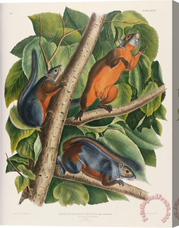 John James Audubon Audubon Red Bellied Squirrel Stretched Canvas Print / Canvas Art
