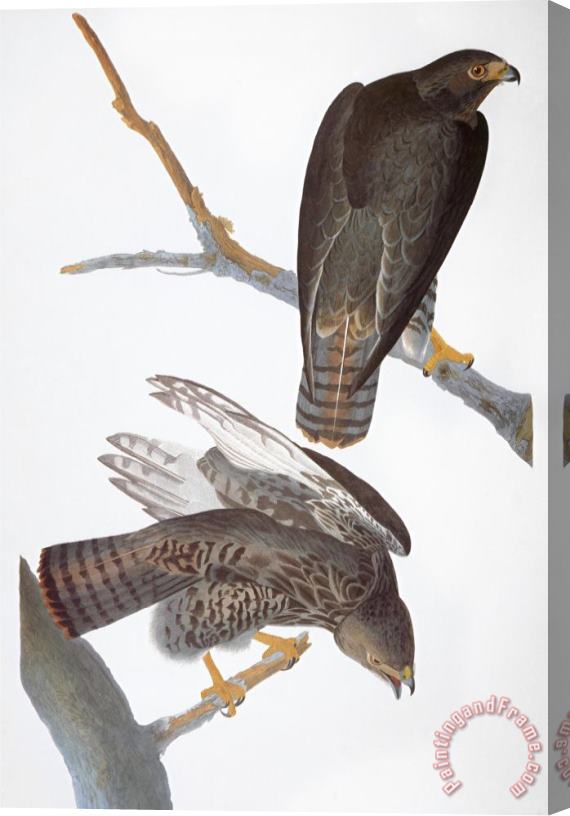 John James Audubon Audubon Red Tailed Hawk Stretched Canvas Painting / Canvas Art