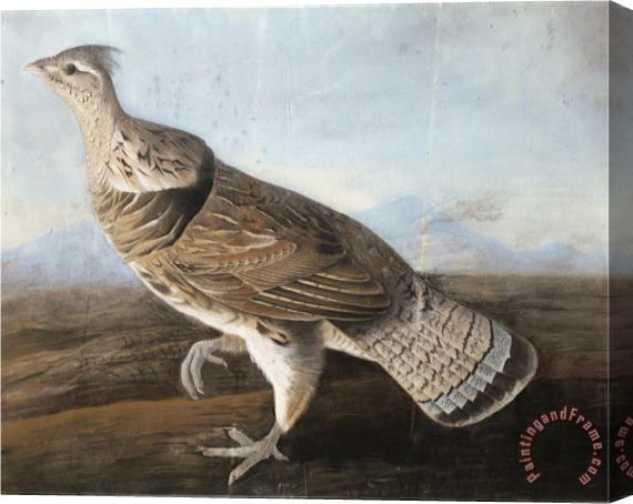 John James Audubon Audubon Ruffed Goose C 1812 Stretched Canvas Painting / Canvas Art