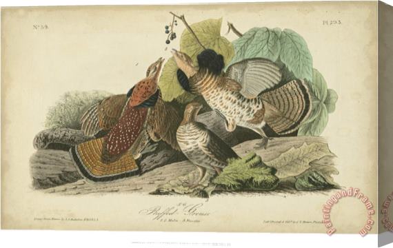 John James Audubon Audubon Ruffed Grouse Stretched Canvas Painting / Canvas Art