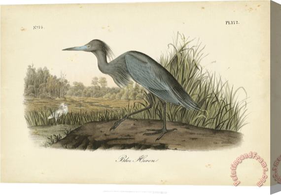 John James Audubon Audubon S Blue Heron Stretched Canvas Painting / Canvas Art