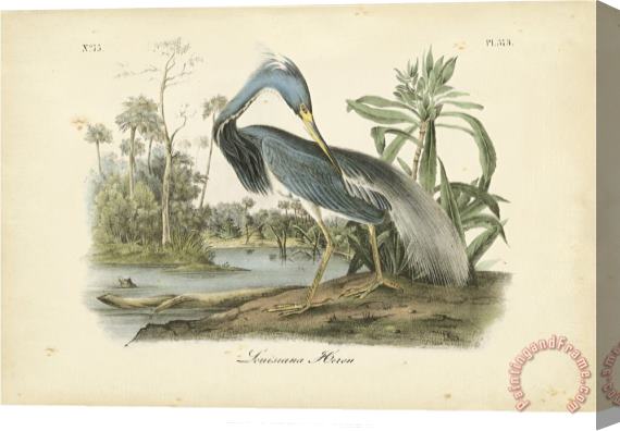 John James Audubon Audubon S Louisiana Heron Stretched Canvas Print / Canvas Art