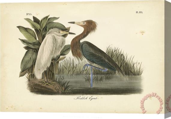 John James Audubon Audubon S Reddish Egret Stretched Canvas Print / Canvas Art