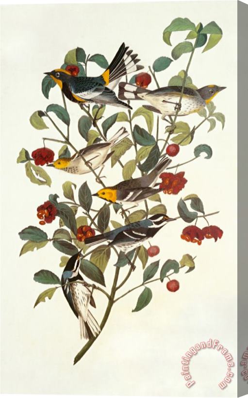 John James Audubon Audubon S Warbler Stretched Canvas Print / Canvas Art