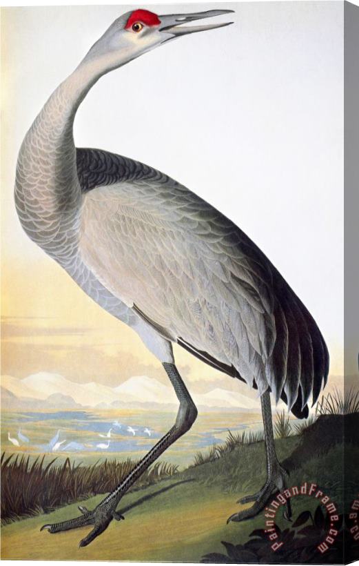 John James Audubon Audubon Sandhill Crane Stretched Canvas Painting / Canvas Art