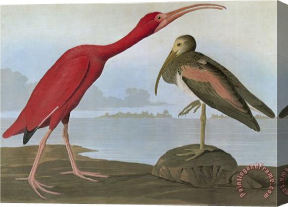 John James Audubon Audubon Scarlet Ibis Stretched Canvas Print / Canvas Art