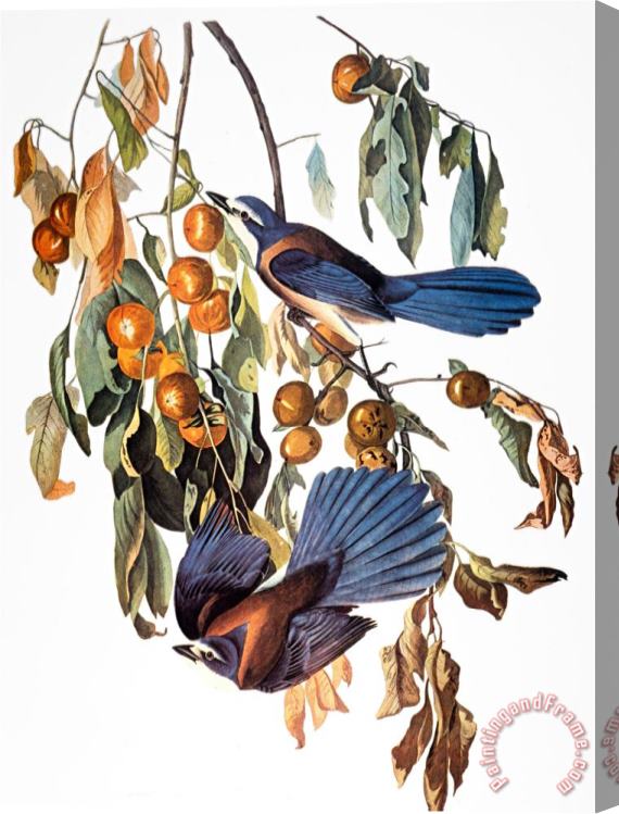 John James Audubon Audubon Scrub Jay 1827 38 Stretched Canvas Painting / Canvas Art