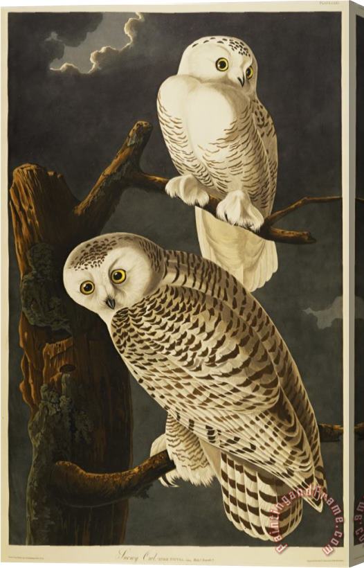 John James Audubon Audubon Snowy Owl Stretched Canvas Painting / Canvas Art
