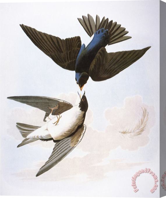 John James Audubon Audubon Swallows 1827 38 Stretched Canvas Print / Canvas Art