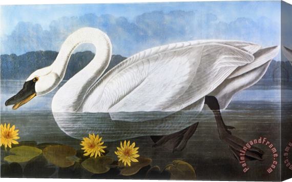 John James Audubon Audubon Swan 1827 Stretched Canvas Print / Canvas Art