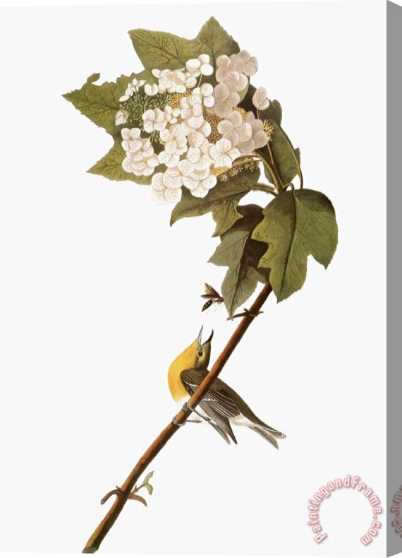 John James Audubon Audubon Warbler 1827 38 Stretched Canvas Print / Canvas Art