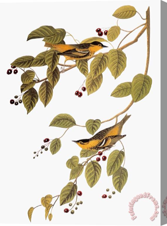 John James Audubon Audubon Warbler Stretched Canvas Print / Canvas Art