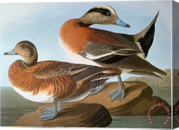 John James Audubon Audubon Wigeon 1827 38 Stretched Canvas Print / Canvas Art
