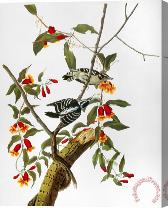 John James Audubon Audubon Woodpecker 1827 Stretched Canvas Print / Canvas Art