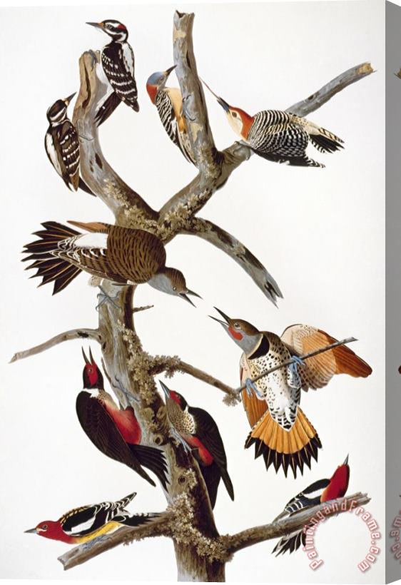 John James Audubon Audubon Woodpeckers Stretched Canvas Print / Canvas Art