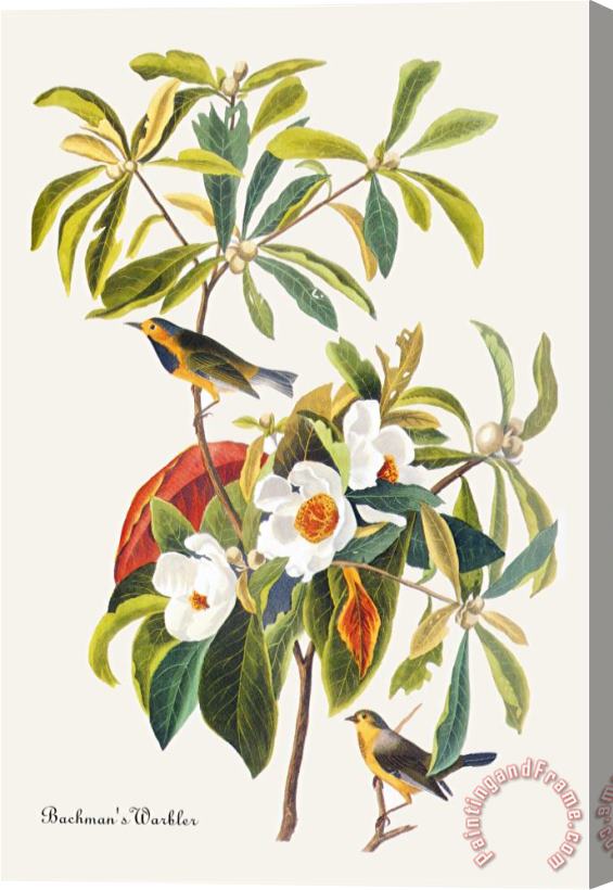 John James Audubon Bachman S Warbler Stretched Canvas Print / Canvas Art