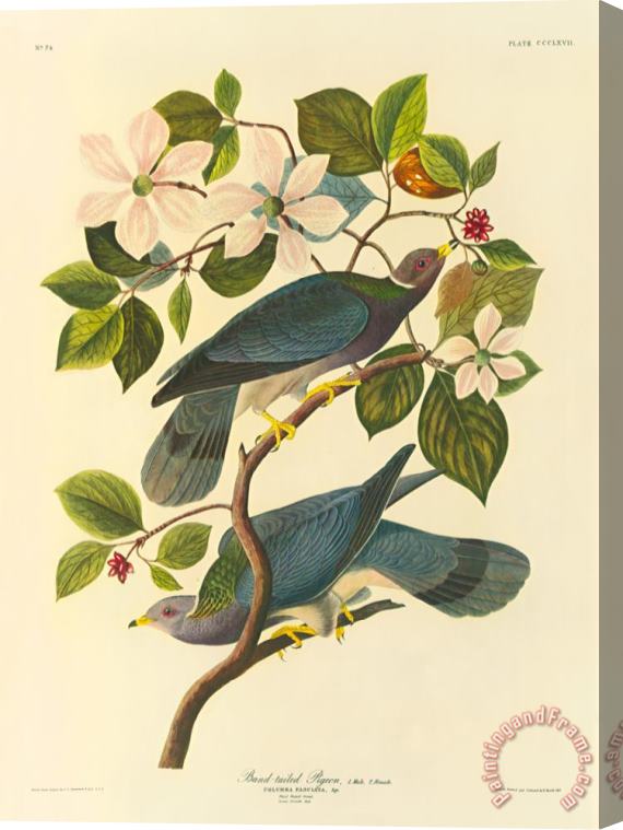 John James Audubon Band Tailed Pigeon Stretched Canvas Print / Canvas Art