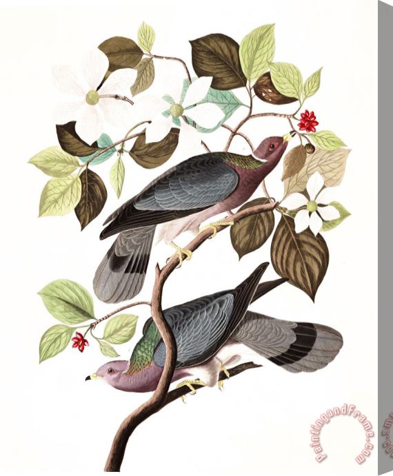 John James Audubon Band Tailed Pigeon Stretched Canvas Print / Canvas Art
