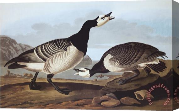 John James Audubon Barnacle Goose Stretched Canvas Print / Canvas Art