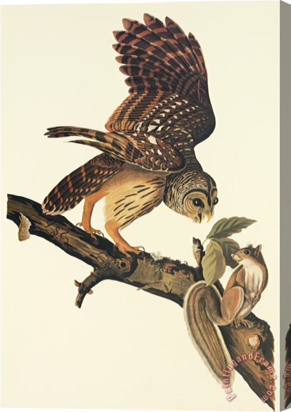 John James Audubon Barred Owl Stretched Canvas Painting / Canvas Art