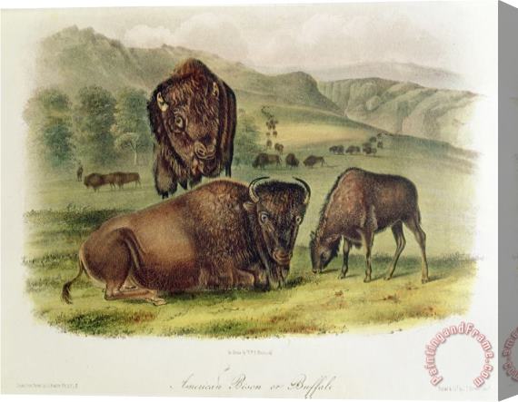 John James Audubon Bison From Quadrupeds of North America 1842 5 Stretched Canvas Painting / Canvas Art