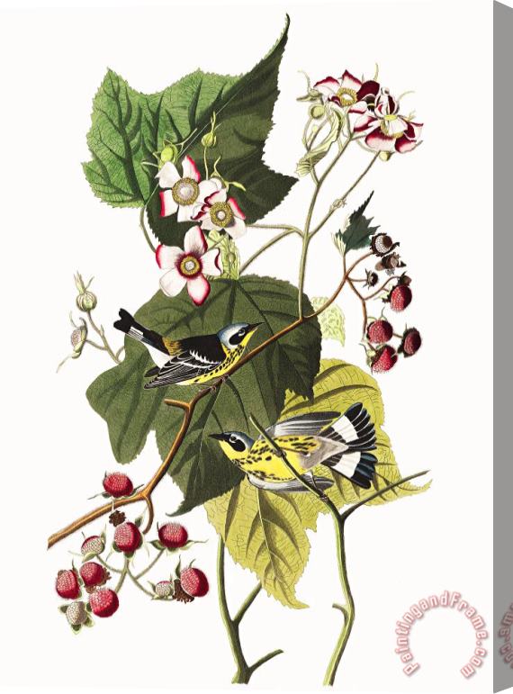 John James Audubon Black & Yellow Warblers Stretched Canvas Print / Canvas Art