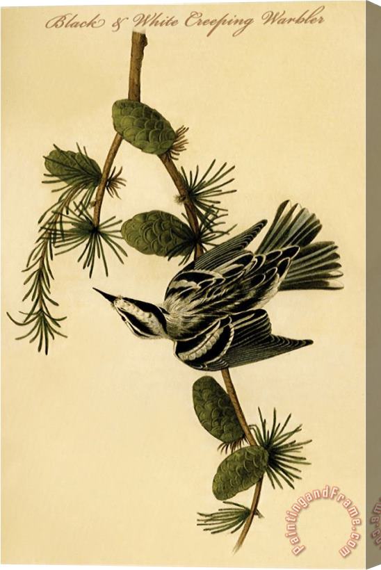 John James Audubon Black And White Creeping Warbler Stretched Canvas Print / Canvas Art