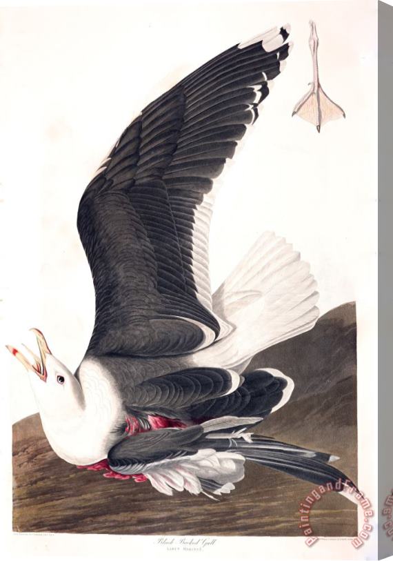 John James Audubon Black Backed Gull Stretched Canvas Painting / Canvas Art