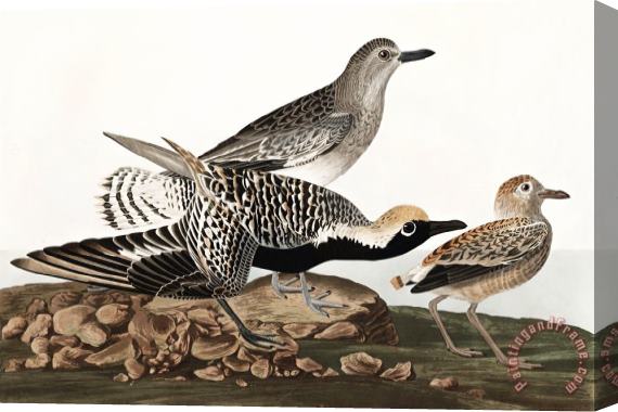 John James Audubon Black Bellied Plover Stretched Canvas Painting / Canvas Art